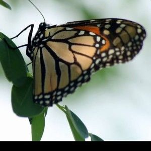 Meet your Posher, Malik